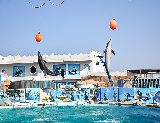 Spectacol cu Delfini în Excursie în Hurghada